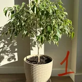 Комнатные растения, фикусы, кипарис 1