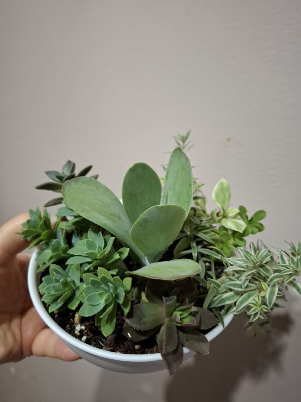 Монстера, папоротники, эпипремнум, тралесканция, традесканция, сингониум, композиции растений 10