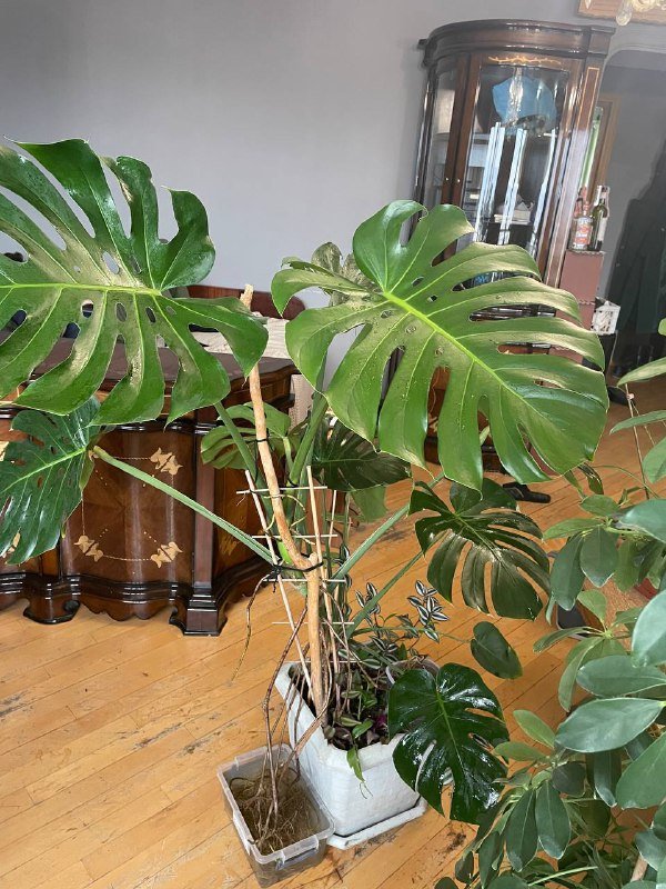 Монстера 1,5 метра высота 3