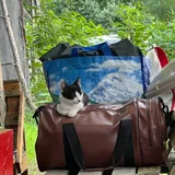 Котята 2