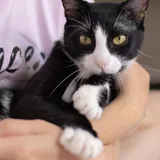 Марти, кот 5