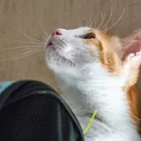 Рыже-белая кошечка ищет дом 3