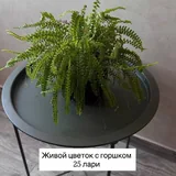 Журнальный столик, комнатные растения 4
