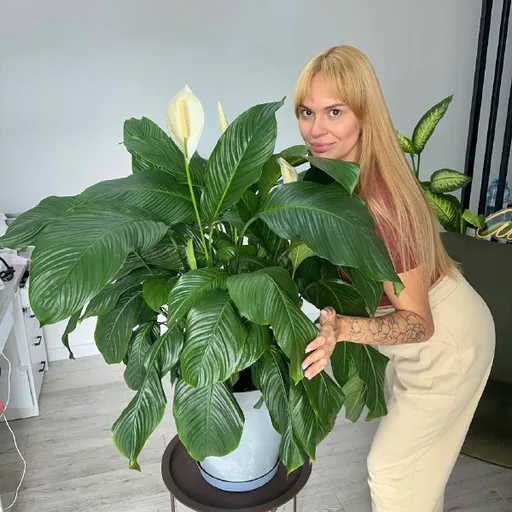 Спатифиллум