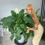 Спатифиллум 1