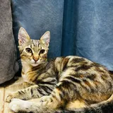 Кошка Хлоя 4