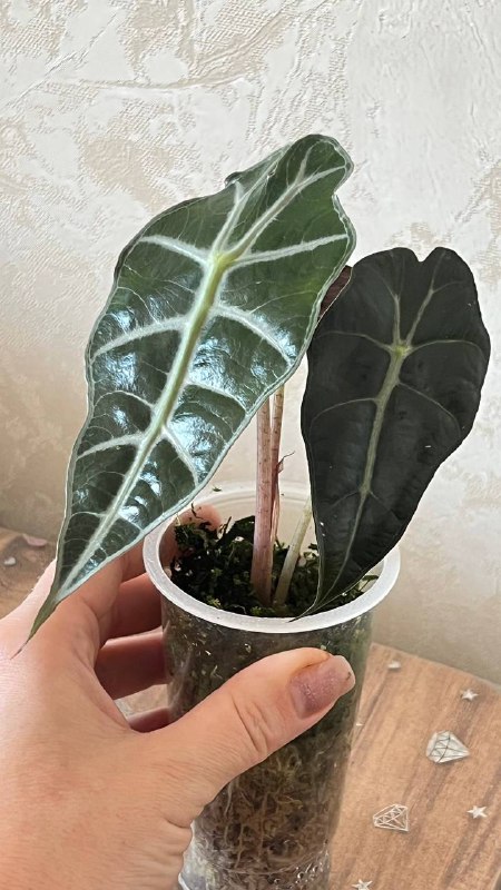 Алоказия Поли, 2 шт. 5