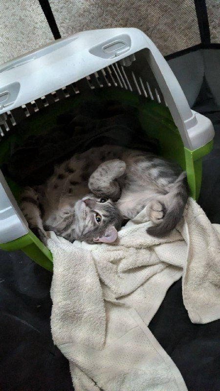 Котёнок Фёрби 4 месяца в дар 3