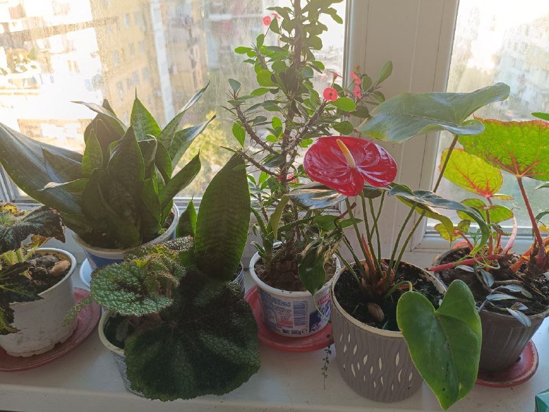 комнатные цветы