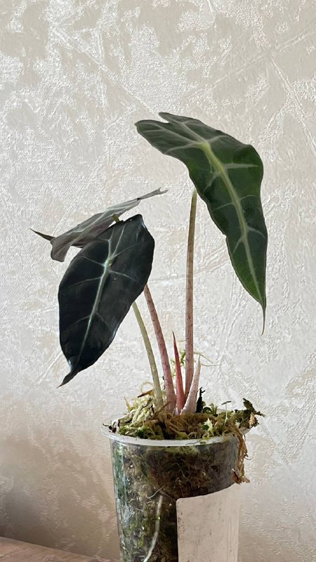 Алоказия Поли, 2 шт. 4