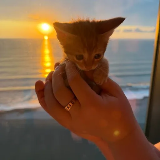 Котик, мальчик