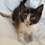 Котёнок Соняшко ищет семью 2
