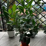 Фикус, суккулента, плющ, герань 2