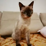 Сиамская кошка Лулу ищет дом 4
