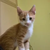 Котята 2