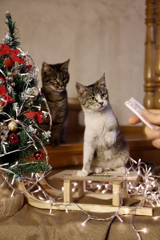 Котята братик и сестричка 5 месяцев 3