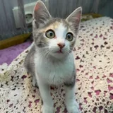 Котенок девочка 5