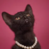 Котенок, девочка 3