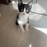 Котёнок-мальчик до трёх месяцев 2