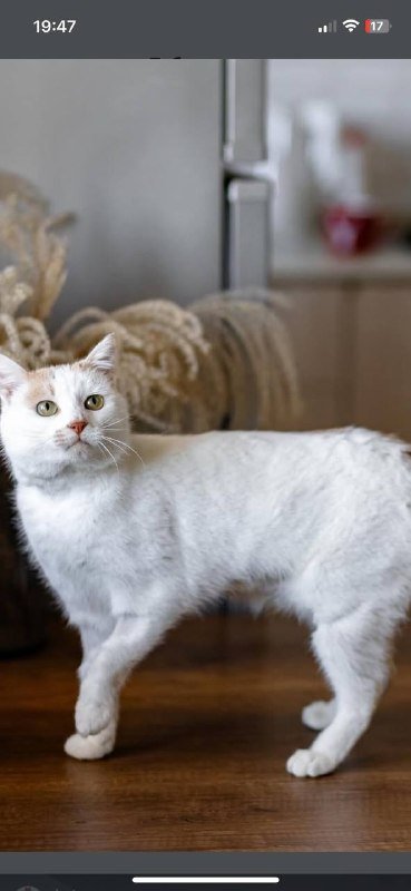 Рокки, кот 2
