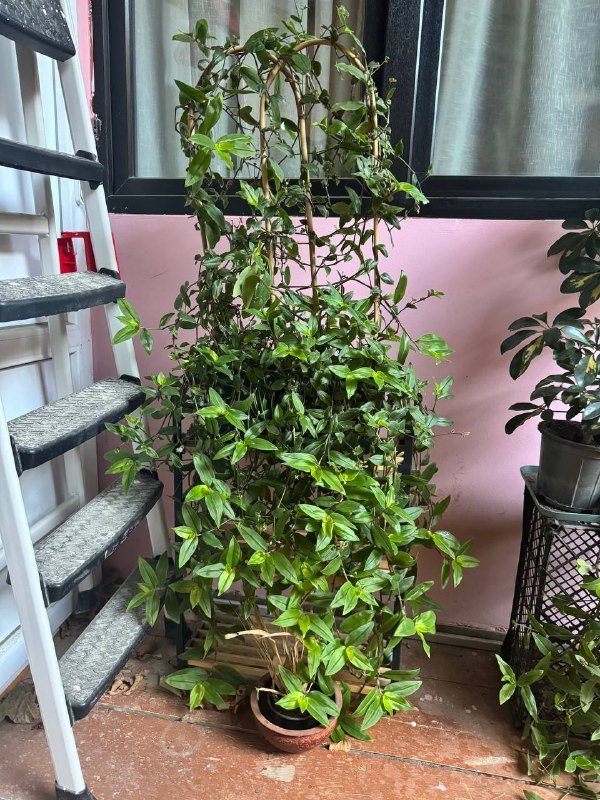 Любой цветок в горшке 9