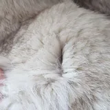 Шуба из натурального меха песца 3