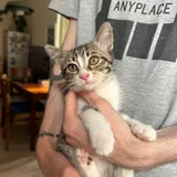 Котенок 4
