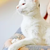 Кот Марлон 2
