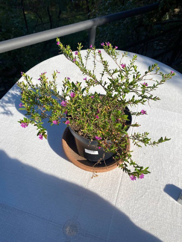 Куфея иссополистная растение в горшке