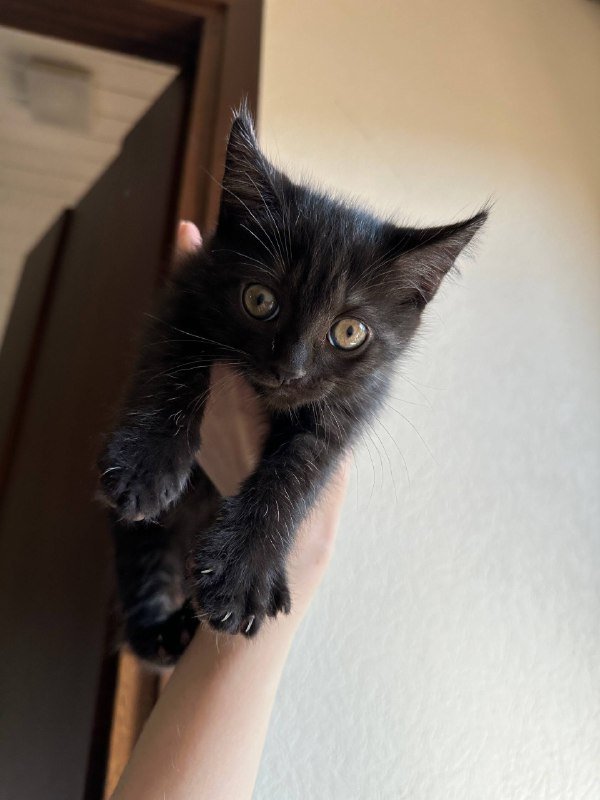 серый котенок, черный котенок 5