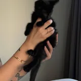 Черные котята 2