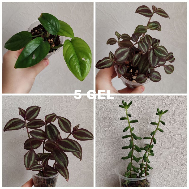 Комнатные растения 3