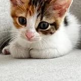 Котенок 3