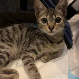 Котёнок ищет дом 1