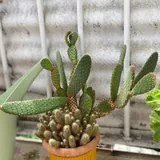 Кактус 1