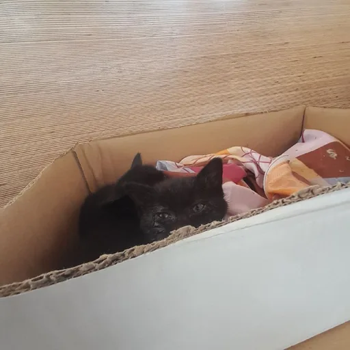 Котята