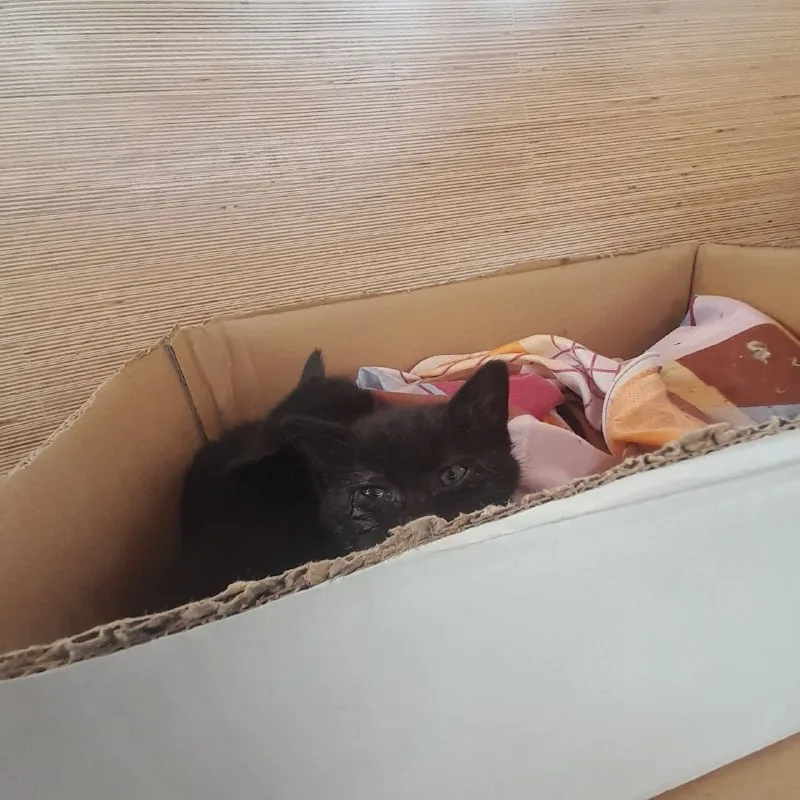 Котята 1