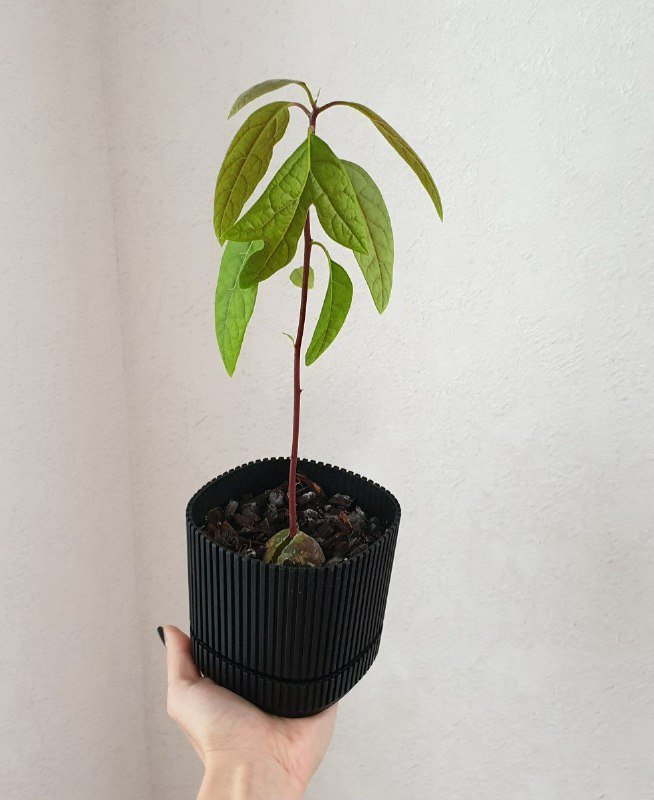 Авокадо молодое растение 2