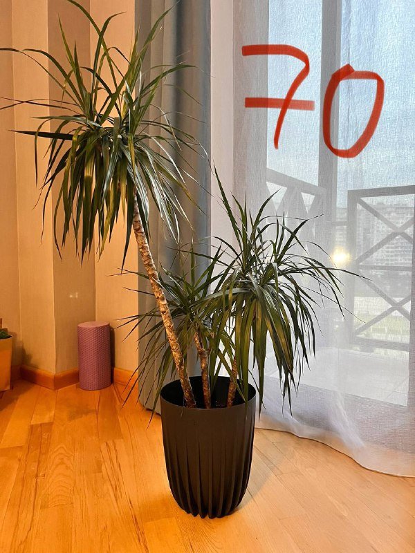 Растения и горшки для растений 5