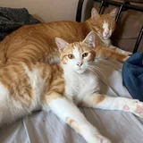 Кошка Фокси 3