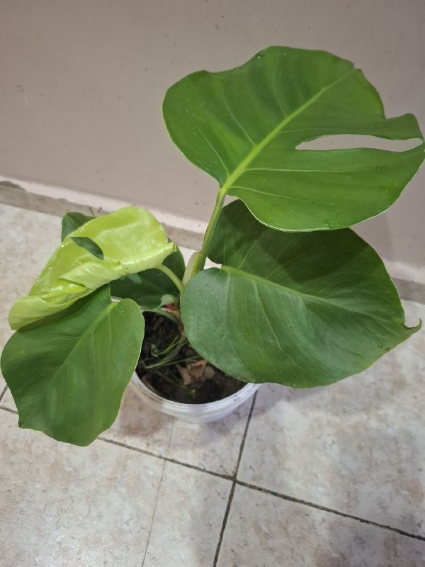 Монстеры разных размеров, рафидофора, папоротник, суккуленты, роули 6