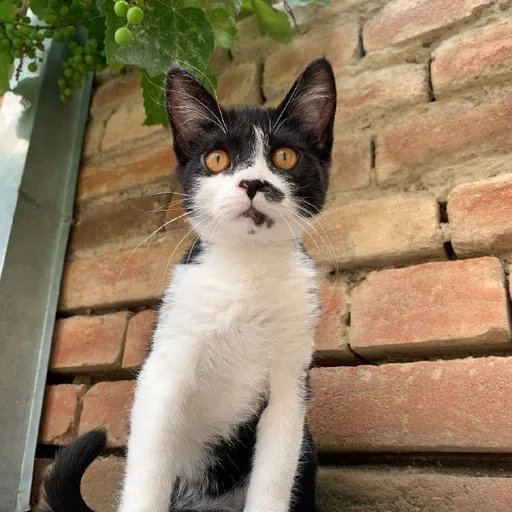 Котенок Звёздочка