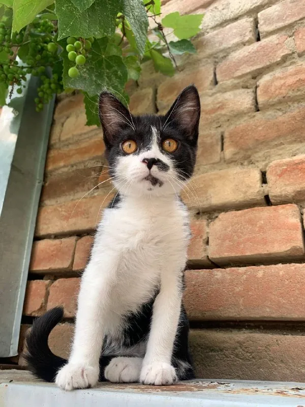 Котенок Звёздочка 1
