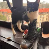 Кошечка Шоко и котик Паша 4