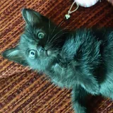 Котенок 3