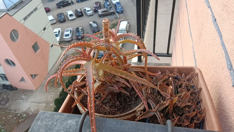 Каланхоэ, алоэ отдам 2