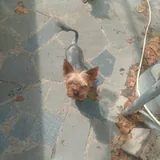 Purebred Yorkshire Terrier, 2 months old 2