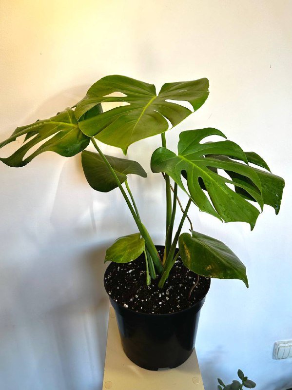 Монстера в горшке