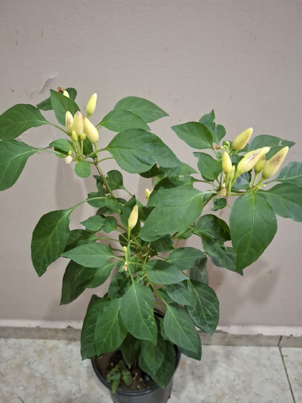 Монстера, Хлорофитум, Перец, Папоротники, Суккуленты, Фикус, Строманта, Эуфорбия 5