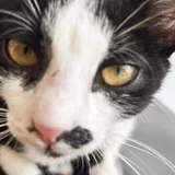 Котёнок Шуфа 1
